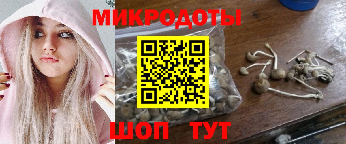 Галлюциногенные грибы Psilocybe Великий Новгород